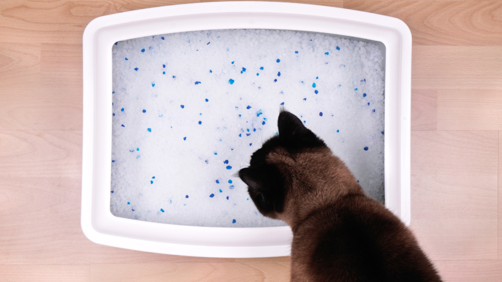 Switching Litter: 5 Proven Strategies for a Happy Cat Paw & Order Sanitation Siamese cat inspects switching litter brands