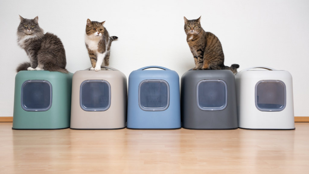 Switching Litter: 5 Proven Strategies for a Happy Cat Paw & Order Sanitation Switching litter for multi-cat households