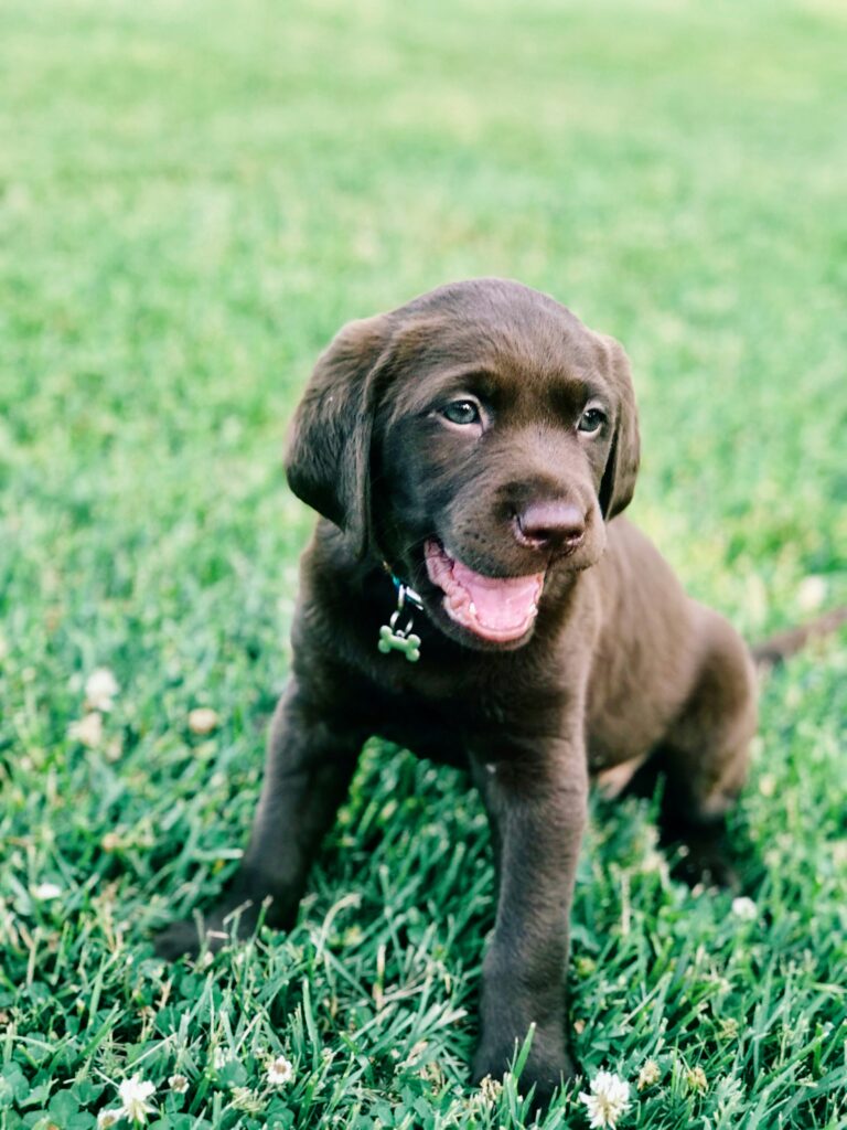 Chocolate lab puppy could benefit from healthy canine gut microbiome dog digestive health