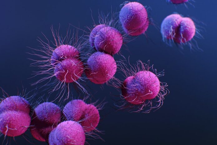 Canine gut microbiome