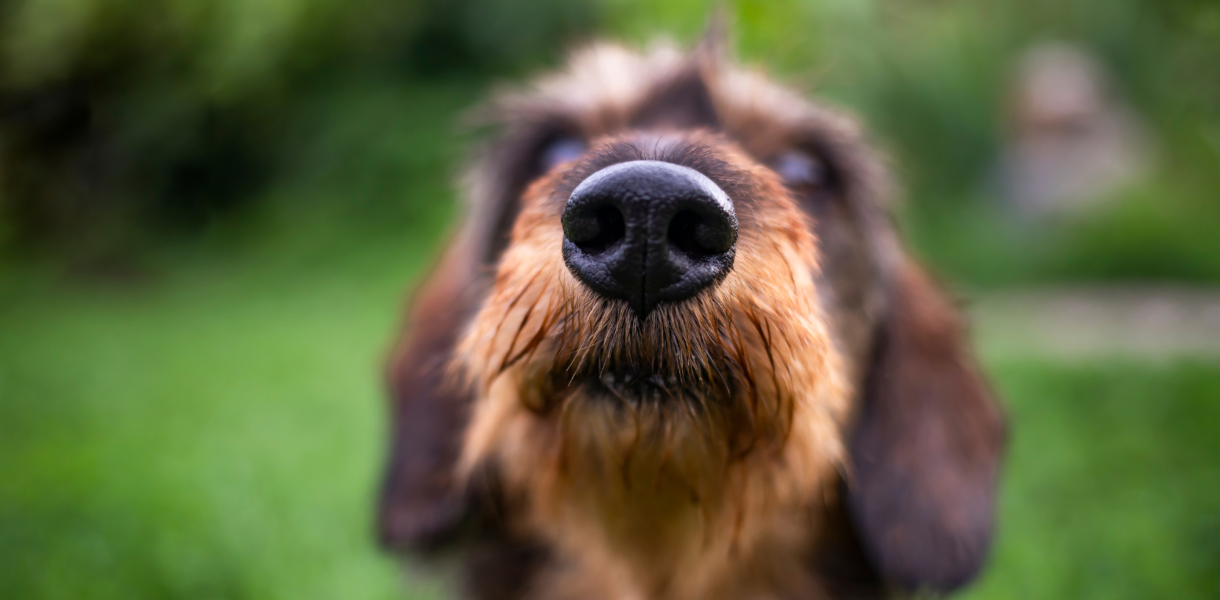 Dog with dirty mouth illustrates dog eating poop