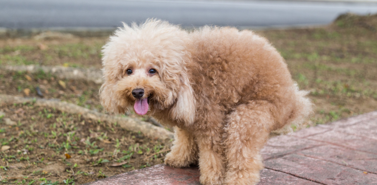 Dog poops on sidewalk one reason to hire a poop scooper in Columbus NE