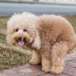 Dog poops on sidewalk one reason to hire a poop scooper in Columbus NE