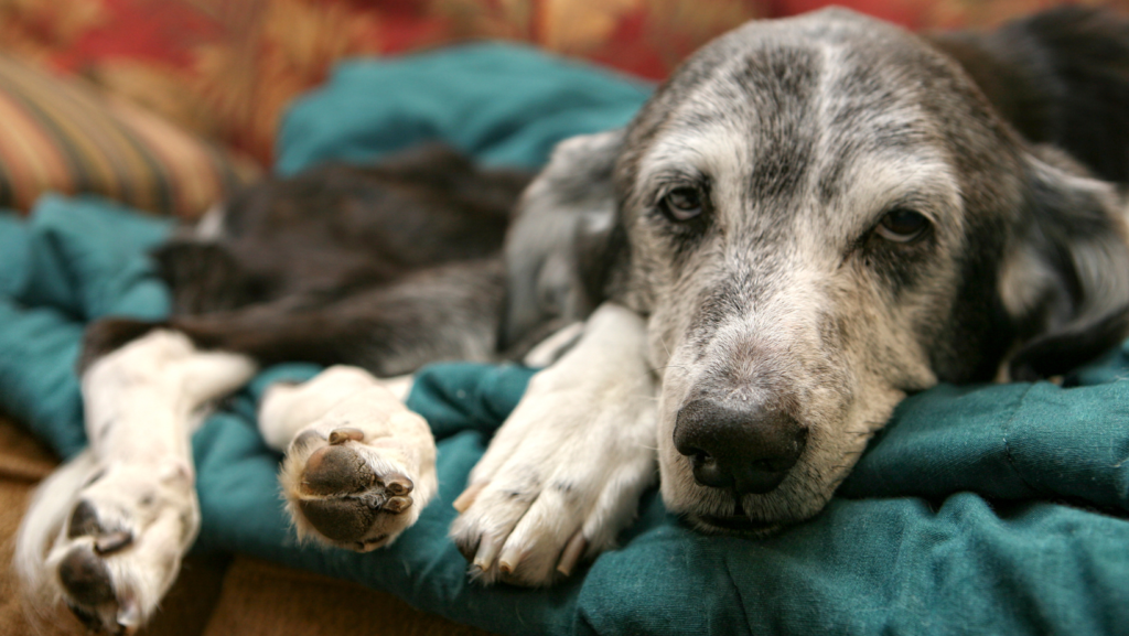 Is Your Dog Eating Poop? Here's Why. Paw & Order Sanitation Old dog lays down dog eating poop can be caused by old age
