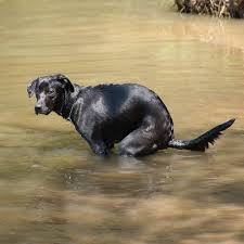 Black lab stands in dirty river symbolizing the hazards of not picking up dog poop and how it pollutes water supplies. 