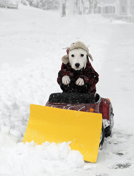 Dog scoops a path to poop during winter