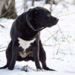 Black dog squatting in the snow, highlighting the challenges of cleaning up frozen dog poop during winter. Tips for managing frozen pet waste effectively.