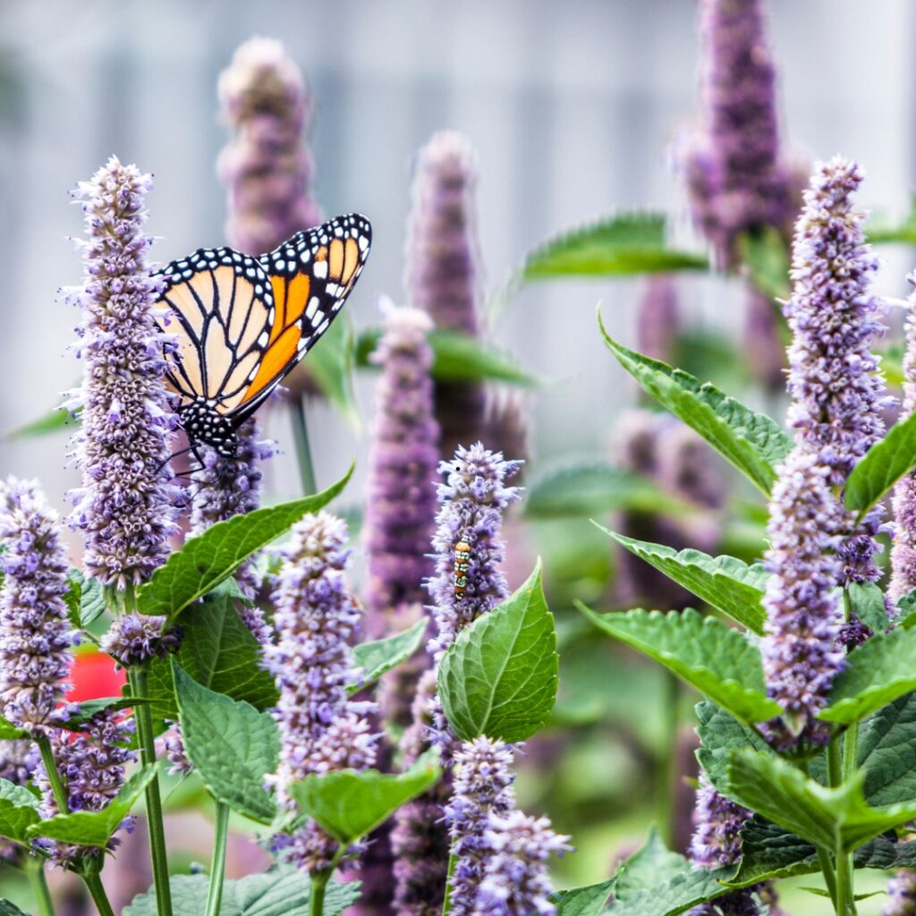 Plant These Aromatic Herbs to Stop Backyard Pet Odors Paw & Order Sanitation Anise hyssop in bloom with a butterfly feeding from it is an aromatic herb that will hide urine smells from dogs outside