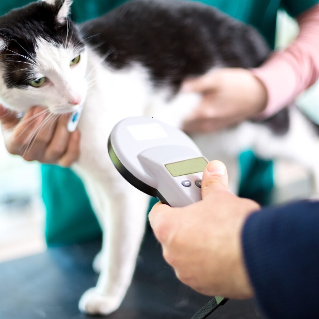 Save This Life Shutdown Leaves Nebraska Pet Microchips in Question Paw & Order Sanitation Cat is scanned for microchip by Save This Life