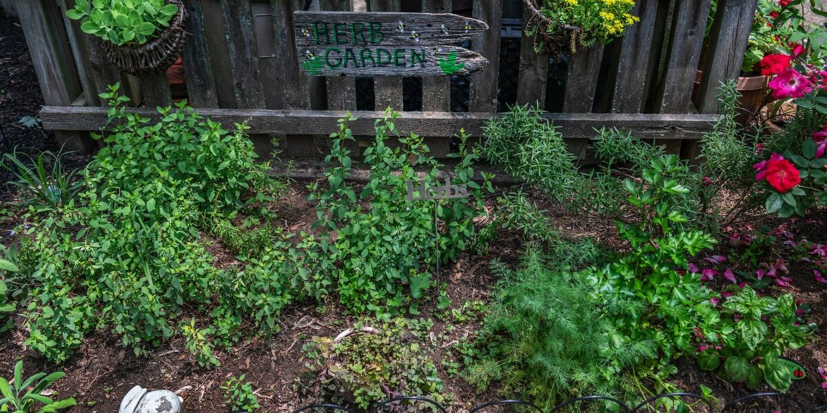 Plant These Aromatic Herbs to Stop Backyard Pet Odors Paw & Order Sanitation Columbus, NE garden with aromatic herbs safe for dogs and hide urine and pet odor smells