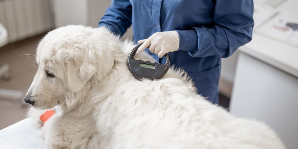 Great Pyrenees is scanned for a microchip from Save This Life that recently closed leaving pets vulnerable.