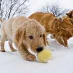 Golden retriever puppies play in the snow as reward at training how to housebreak a puppy in winter.