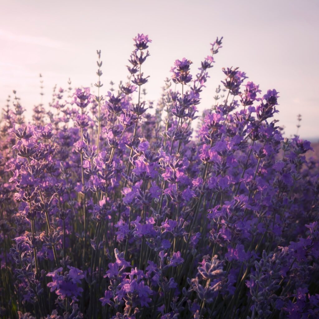 Plant These Aromatic Herbs to Stop Backyard Pet Odors Paw & Order Sanitation Lavender plant in backyard odor control for urine smell aromatic herbs