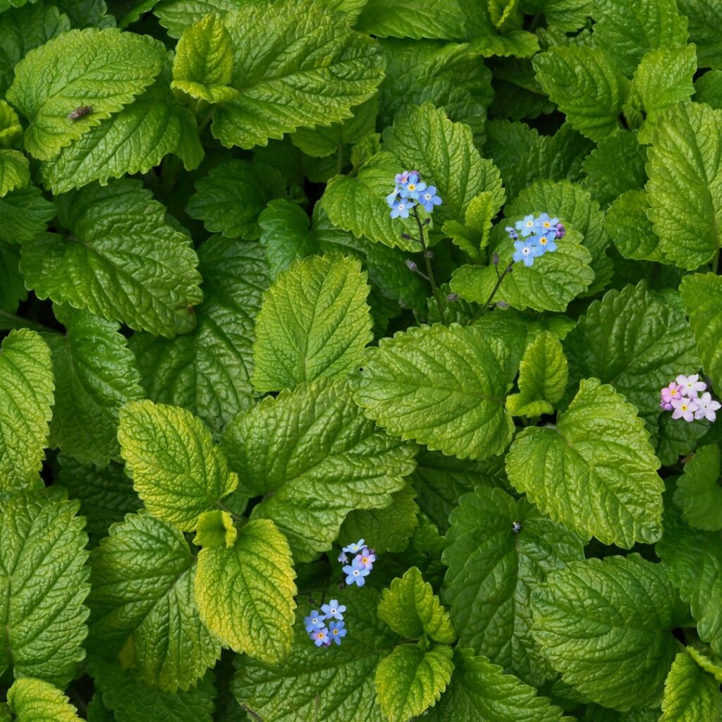 Plant These Aromatic Herbs to Stop Backyard Pet Odors Paw & Order Sanitation Lemon balm with small flowers is an herb that covers up pet odor