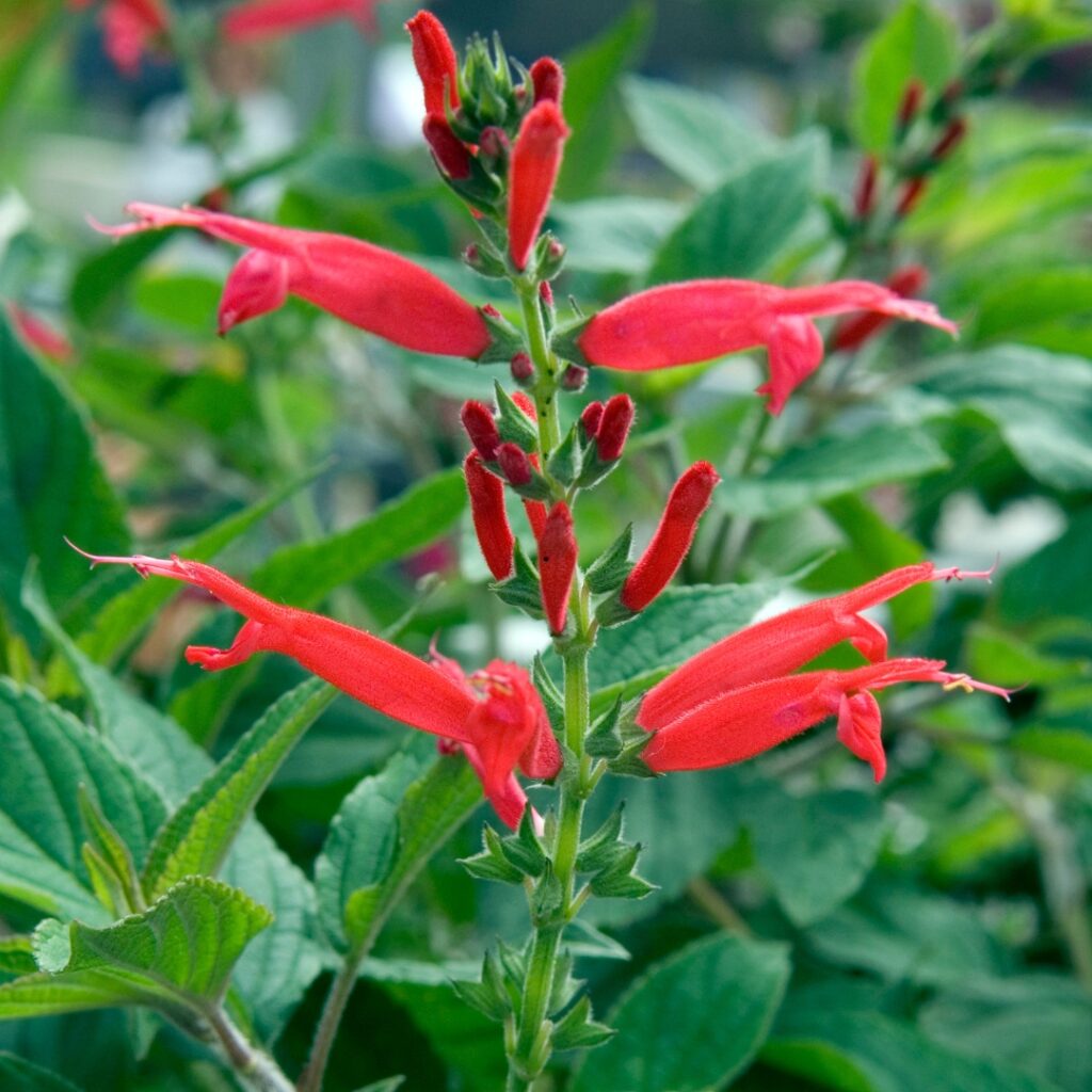 Plant These Aromatic Herbs to Stop Backyard Pet Odors Paw & Order Sanitation Pineapple sage is one of the aromatic herbs that hides pet odor outside