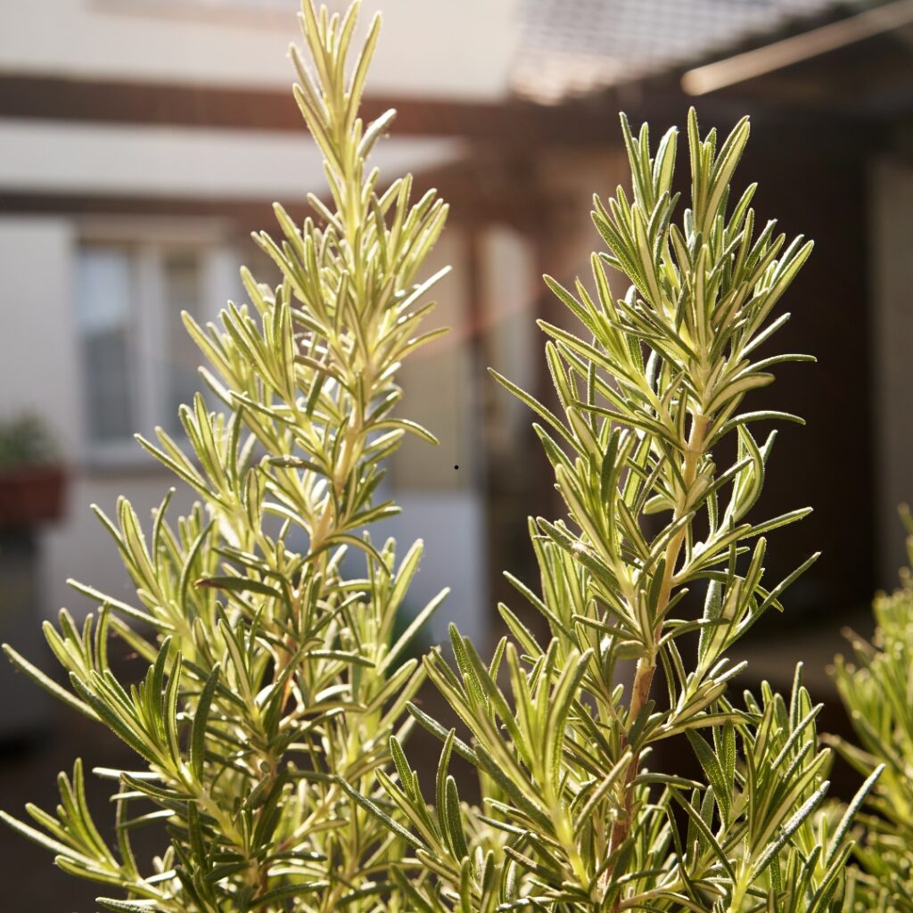 Plant These Aromatic Herbs to Stop Backyard Pet Odors Paw & Order Sanitation Rosemary growing in backyard to prevent pet odor as an aromatic herbs