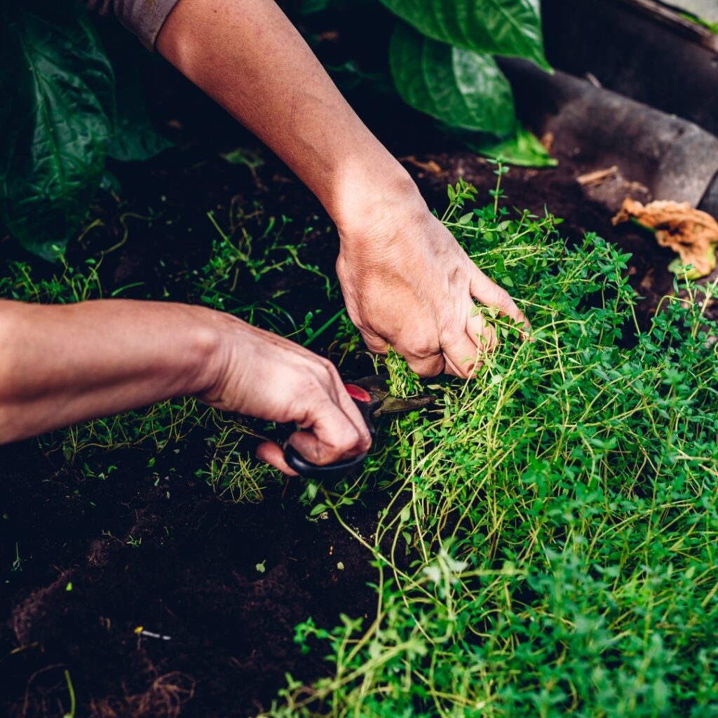 Plant These Aromatic Herbs to Stop Backyard Pet Odors Paw & Order Sanitation Gardener's hands trim thyme, an aromatic herb that covers up pet urine smells in the backyard